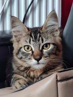 Maine coon x ragdoll poesje zoekt nieuw huisje, Poes