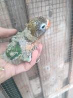 Dwergpapagaaien voorhandtam, Meerdere dieren, Dwergpapegaai of Agapornis, Tam