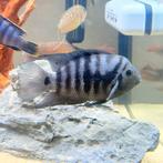 Malawi Sichlide Zebra, Dieren en Toebehoren, Vis, Zoetwatervis, Schoolvis