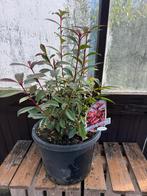Tekoop: Photinia Red Robin Carré Rouge in pot, Tuin en Terras, Ophalen, Volle zon