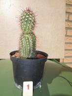 cactus r1, Ophalen of Verzenden, Overige soorten, Volle zon