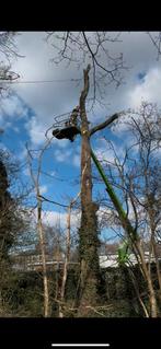 Boom snoeien / rooien / stronken verwijderen, Diensten en Vakmensen, Tuinmannen en Stratenmakers, Tuinonderhoud of Snoeiwerk