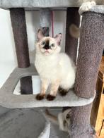 1 Ragdoll poesje met stamboom: mag  verhuizen., Dieren en Toebehoren, Meerdere dieren, Met stamboom