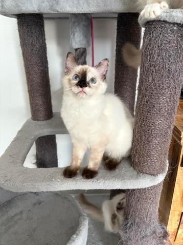 1 Ragdoll poesje met stamboom: mag  verhuizen. beschikbaar voor biedingen