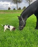 Verzorgster GEZOCHT!, Diensten en Vakmensen, Dieren | Paarden | Verzorging, Oppas en Les, Verzorging of Verzorgpony's