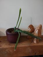 Cactus plantje, Huis en Inrichting, Kamerplanten, Cactus, Minder dan 100 cm, Halfschaduw, Ophalen