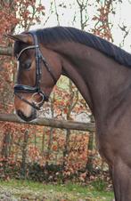 Sympathieke 5 jarige ruin, Dieren en Toebehoren, Paarden, Gechipt, Ruin, Dressuurpaard, 3 tot 6 jaar