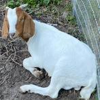 Boergeit, Dieren en Toebehoren, Schapen, Geiten en Varkens, Mannelijk, Geit
