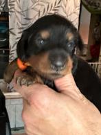 Mooi kaninchen, Dieren en Toebehoren, Honden | Teckels en Dashonden, België, Particulier, Rabiës (hondsdolheid), Reu