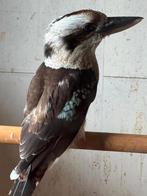 Kookaburra man, Dieren en Toebehoren, Mannelijk, Tropenvogel