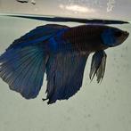 Betta splendens man 08, Dieren en Toebehoren, Vissen | Aquariumvissen