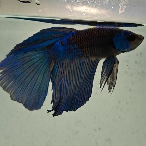 Betta splendens man 08, Dieren en Toebehoren, Vissen | Aquariumvissen