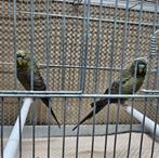 Grasparkiet blackface blackwings split dunfallow, Dieren en Toebehoren, Mannelijk, Parkiet