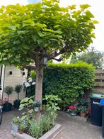 Caltalpa boom, Ophalen, Zomer, Overige soorten, 250 tot 400 cm