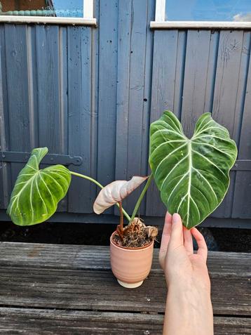 Philodendron Gloriosum African Form beschikbaar voor biedingen