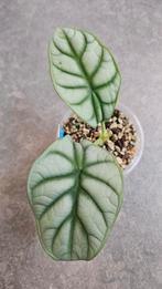Alocasia Silver Dragon (sport variegata), Huis en Inrichting, Kamerplanten, Ophalen of Verzenden, Halfschaduw, Minder dan 100 cm