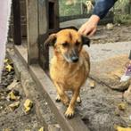 AIN: Nala, Dieren en Toebehoren, Rabiës (hondsdolheid), Handelaar, Buitenland, Teef