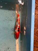 Supper mooie koi, Karper of Koi