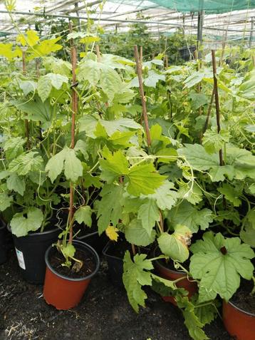 Sopropo planten 3,50 euro per plant.  beschikbaar voor biedingen
