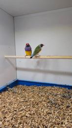 1-1 gould amadine, Dieren en Toebehoren, Vogels | Overige Vogels, Meerdere dieren