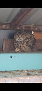 Europese oehoe wijf, Dieren en Toebehoren, Vogels | Overige Vogels, Mannelijk