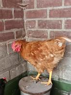 Leuke lieve jonge haan, Dieren en Toebehoren, Mannelijk, Kip