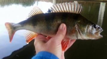 Deel 3) 3 sets van elk 4 stuks Forel Ruisvoorn Baarsspinners beschikbaar voor biedingen