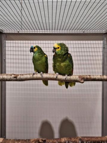 Koppel blauwvoorhoofd amazone's.  beschikbaar voor biedingen