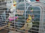 Valkparkieten te koop, Dieren en Toebehoren, Vogels | Parkieten en Papegaaien, Meerdere dieren, Parkiet
