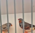 Zebravinken, Dieren en Toebehoren, Vogels | Overige Vogels, Meerdere dieren, Geringd