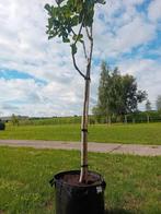 Vijgenboom, boom, halfstam, fruitboom, voedselbos, Overige soorten, Lente, 100 tot 250 cm, Ophalen