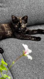 schildpad poesje, Dieren en Toebehoren, Katten en Kittens | Overige Katten, Poes, Kortharig, 0 tot 2 jaar
