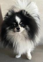 Pomeriaantje bearface, Dieren en Toebehoren, Keeshond, Reu, Eén hond, 3 tot 5 jaar