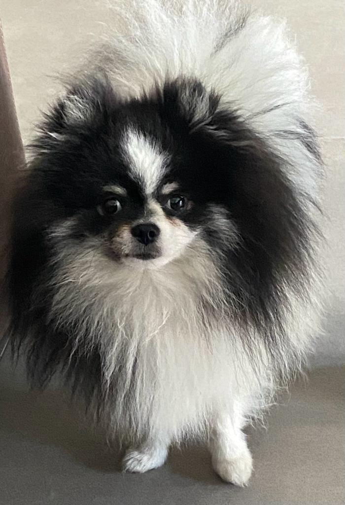 Pomeriaantje bearface, Dieren en Toebehoren, Honden | Poolhonden, Keeshonden en Oertypen, Reu, Keeshond, Particulier, Eén hond