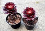 Aeonium Zwartkin, Huis en Inrichting, Vetplant, Minder dan 100 cm, Bloeiende kamerplant, Halfschaduw