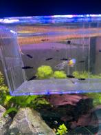 Jongen guppen, Vis, Zoetwatervis