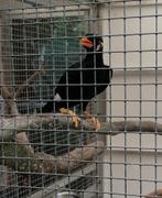 gezocht pop middel beo, Dieren en Toebehoren, Vogels | Overige Vogels, Vrouwelijk, Tropenvogel, Geringd