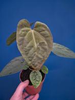 Anthurium papillilaminum x king of spades p12 (2), Huis en Inrichting, Kamerplanten, Ophalen of Verzenden, Halfschaduw, Minder dan 100 cm