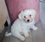 MALTEZER BOOMERTJE PUPS, Maltezer, Rabiës (hondsdolheid), 8 tot 15 weken, Meerdere
