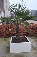 Witte plantenbak met palmboom, Ophalen, Overige materialen, Vierkant, Zo goed als nieuw