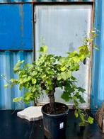 Vitis Druif Oude Stam, Ophalen, Lente