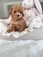 Exclusieve Maltipoo F1, 1.5 kilo pup (mix Azian Toy Poedel), Dieren en Toebehoren, Particulier, Rabiës (hondsdolheid), Overige rassen