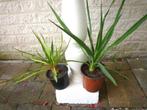 YUCCA FLAMENTOSA (PALMLELIE)  ZEER MAKKELIJKE PLANT, Tuin en Terras, Planten | Tuinplanten, Volle zon, Vaste plant, Zomer, Ophalen
