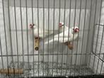 Rijstvogels wit, Dieren en Toebehoren, Meerdere dieren, Tropenvogel, Geringd