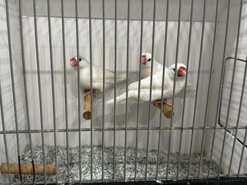 Rijstvogels wit beschikbaar voor biedingen