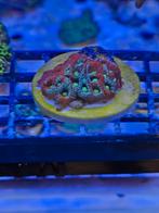 Favia war coral, Overige typen, Zoutwatervis