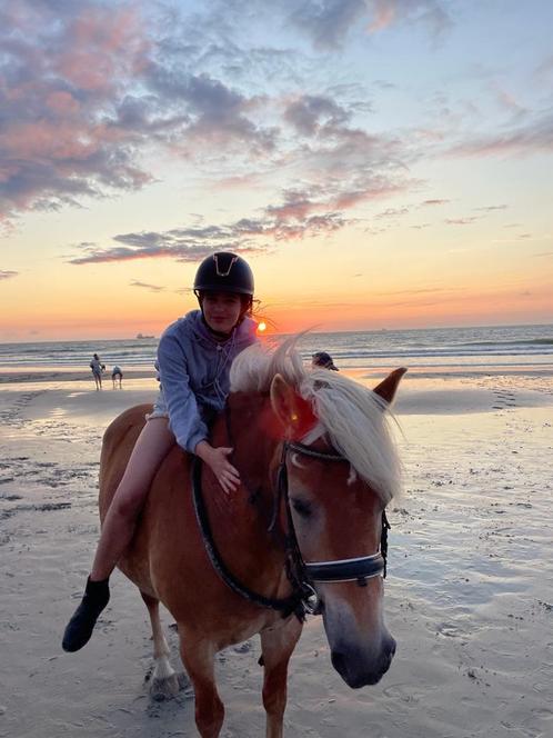 Verzorgpony of paard gezocht/verzorger aangeboden, Dieren en Toebehoren, Paarden en Pony's | Overige Paardenspullen, Nieuw, Ophalen of Verzenden