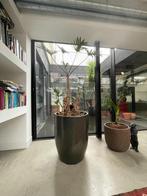 keramieken pot met plant (ByDennis - Haarlem), Tuin en Terras, Ophalen, 40 cm of meer, Rond, Aardewerk