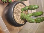 San pedro cactus, Ophalen of Verzenden, Cactus, Volle zon, Minder dan 100 cm