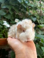 Bijzonder kleur & lief lunkarya cavia beertje, Dieren en Toebehoren, Knaagdieren, Cavia, Juni, Mannelijk, Tam